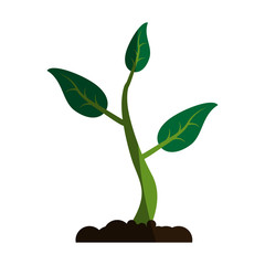 Fototapeta na wymiar plant with leaves in soil icon image vector illustration design 