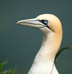 Gannet in breeding colony on the east coast chalk cliffs in the UK.