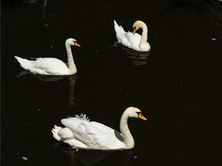 White swans freely floating in a dark pond.