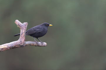 Common blackbird on branch