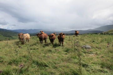 Highlandrinder