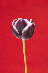 Tulip in isolated red background