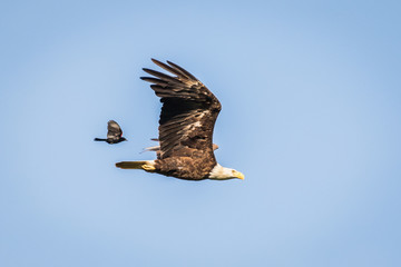 Bald Eagle and Red-Winged Blackbird