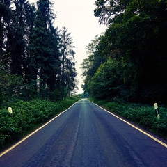 asphalt road. road in forest