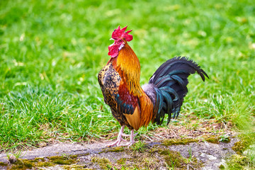 rooster on green nature background