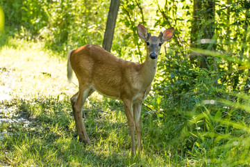 Deer in Morning Light