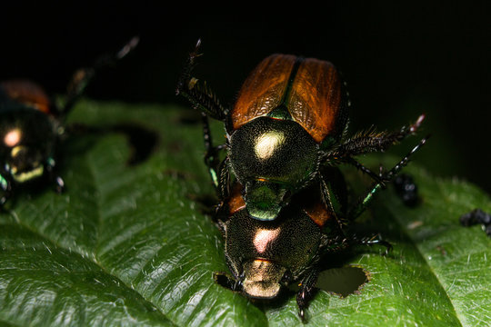 Japanese Beetles