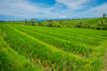 Green rice field close up. Rice in water on rice terraces, Ubud, Bali, Indonesia