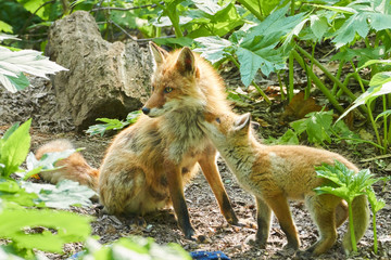 キタキツネの親子
