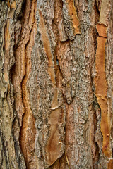 Tree bark texture. wood texture