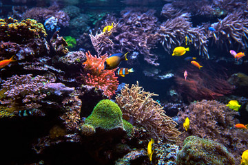 tropical Fish on a coral reef
