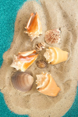 Fototapeta na wymiar Group of sea conchs and shells placed on beach sand and shiny bright blue background