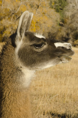 Llama Head Shot