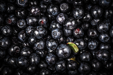 Blueberries collected manually. Natural background. Toned