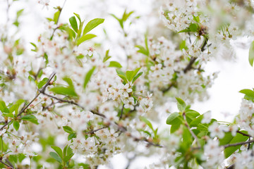 Blossom branch of apple or cherry. Shallow depth of field. Selective focus