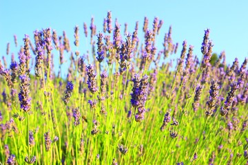 Naklejka premium Lawenda
