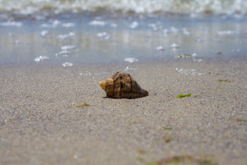 Seashell close-up on the sand by the sea.