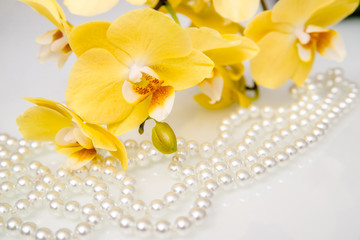 pearl and yellow Orchid on white glass 