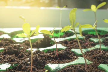 View of germinating plants from a seedbed indoor
