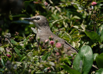 Juvenile starling.