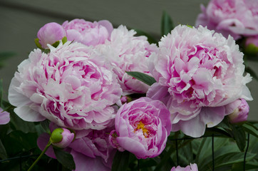 Peony Plants in Full Bloom