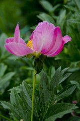 Obraz premium Peony Plants in Full Bloom