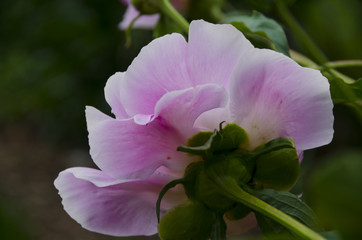 Back Side of a Blooming Peony