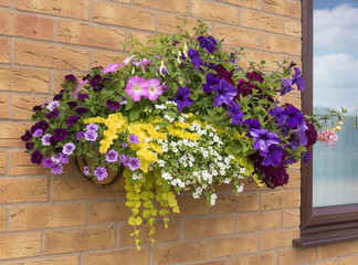 Fototapeta na wymiar Large hanging basket of flowers with a wide range of colors for the summer.