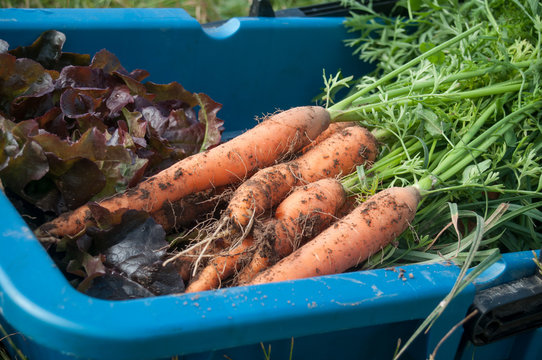 panier garni de légumes frais dans un champ bio