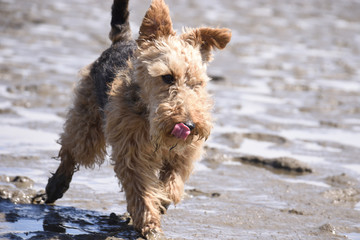 Welsh Terrier und läuft im Schlick des Wattenmeers an der Nordsee im Sommer bei Mittagssonne
