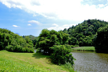 Fototapeta na wymiar The grass field by the little pond in the sunlight. 