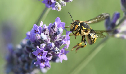 abeille en vol en provence