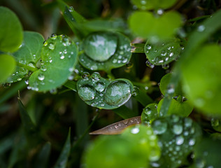 Leafs with water drops