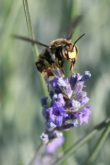 abeille en vol en provence