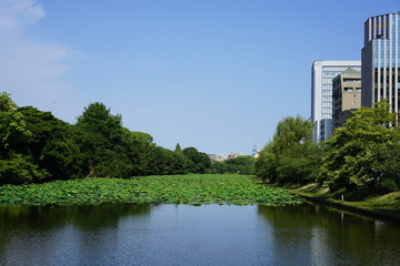 福岡城跡舞鶴公園お堀の蓮の葉　景色