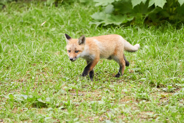 キタキツネの子供
