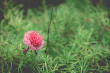 Beauty of pussley flower or Moss Rose under natural light in the morning.(vintage effect,soft focus)