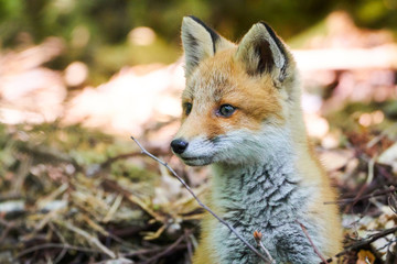 藪から顔を出したキタキツネの子供
