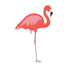 Pink flamingo vector