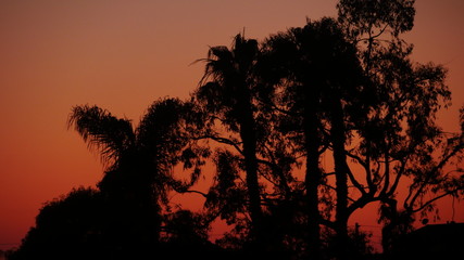 Sunset through the park