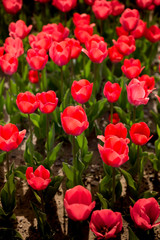 Beautiful red tulips in nature