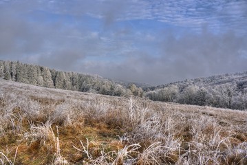 Rauhreif und Winterwald
