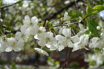 Five petaled cherry flowers pendent on peduncles