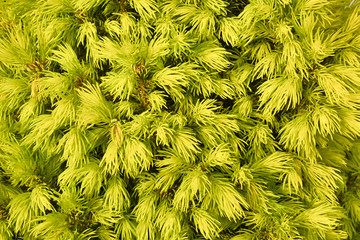 Fragment of conifer bush. Backgroung. 
Spruce white bush in natural lighting in close-up.
