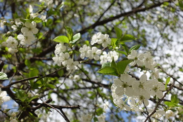 Blossoming branches of cherry in early spring