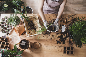 Florist planting plants in workshop