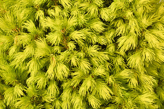 Fragment of conifer bush. Backgroung. 
Spruce white bush in natural lighting in close-up.