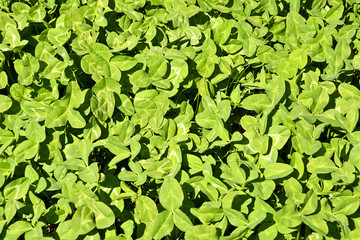 Obraz premium Background with green leaf clover. Young clover leaves on a meadow.