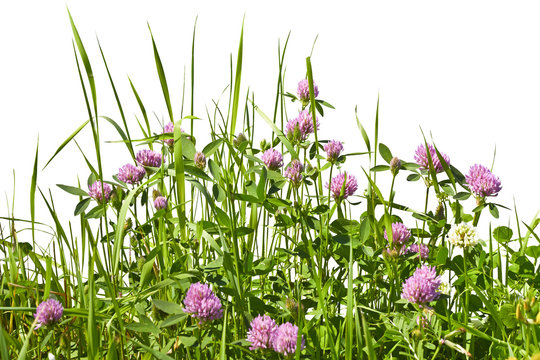 Limb blooming in a meadow against a white background.
Spring meadow with clover in the grass.
