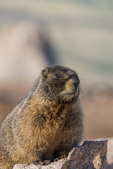 Yellow Bellied Marmot